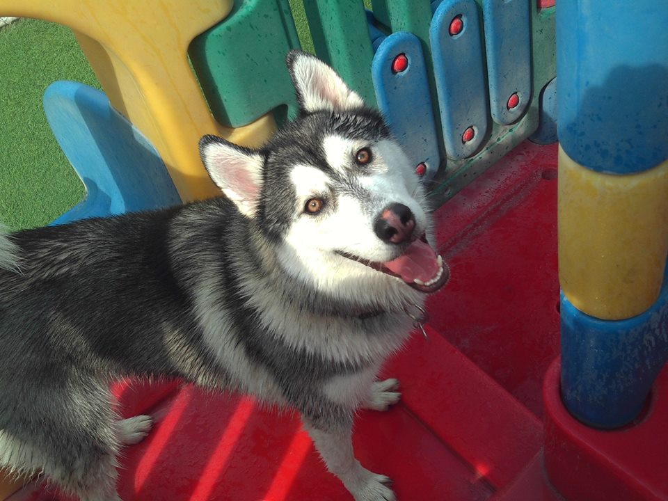 Doggie District in Las Vegas, NV
