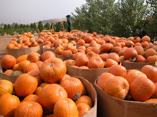 Pumpkin Patch New Zealand