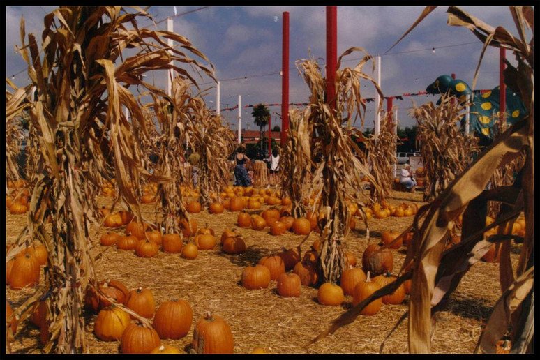 Pumpkin Patch in Torrance, CA