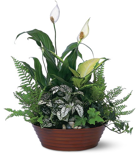 Plants and Floral Arrangements from Ruidoso Flower Shop